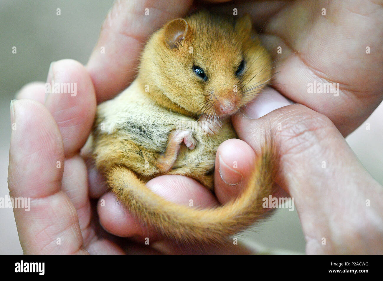 Un bénévole vérifie une hazel dormeuse comme organisme de bienfaisance de la faune People&Otilde;s Trust for Endangered Species (EPP) en partenariat avec le Warwickshire Wildlife Trust et d'autres, de presse 20 couples ou trios d'Hazel rares muscardins dans un bois non divulgués emplacement près de Royal Leamington Spa dans le Warwickshire. Banque D'Images