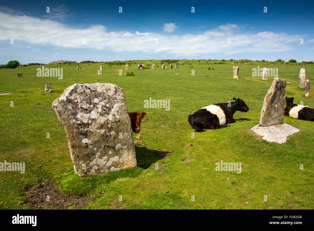 UK, Cornwall, Bodmin Moor, fifres, The Hurlers, ancien cercle de pierres avec des bovins à ceinture Banque D'Images