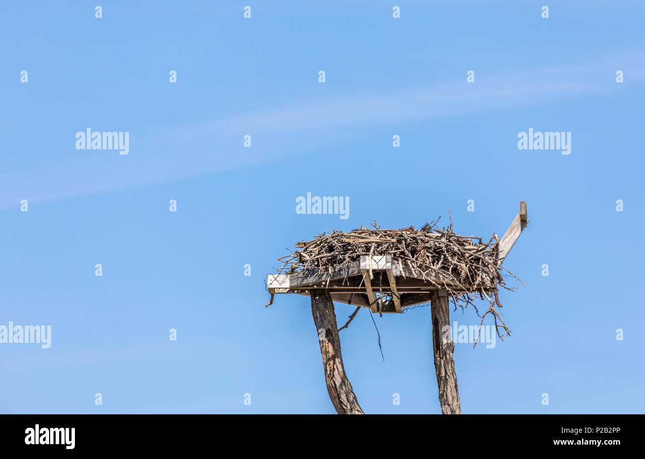 Détail de l'image d'un nid de balbuzard contre un brillant ciel bleu à Sag Harbor, NY Banque D'Images