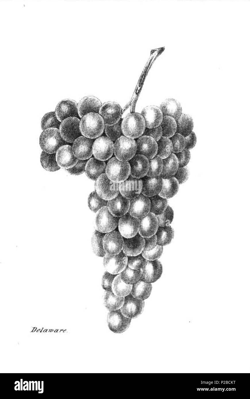 . Deutsch : Lithographie der Traubensorte 'Delaware' . 1867. 231 inconnu nouveau SIRH Rh@Psodie Hefte 1867 Pom.Florida Banque D'Images