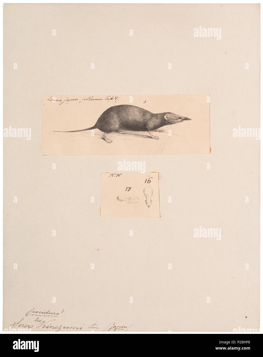 . Sorex ezinezumi . Entre 1700 et 1880 UBA01 IZ20900131, 12-11-09, 11:03, 8C, 3654x2972 (1973 +375), 100  % % % % BasisCurve, Art, 1/160 s, r40.3, G10.1, B6.5 294 ezinezumi Sorex - 1700-1880 - Imprimer - Zoologica 2e moitié - Collections spéciales de l'Université d'Amsterdam - UBA01 IZ20900131 Banque D'Images