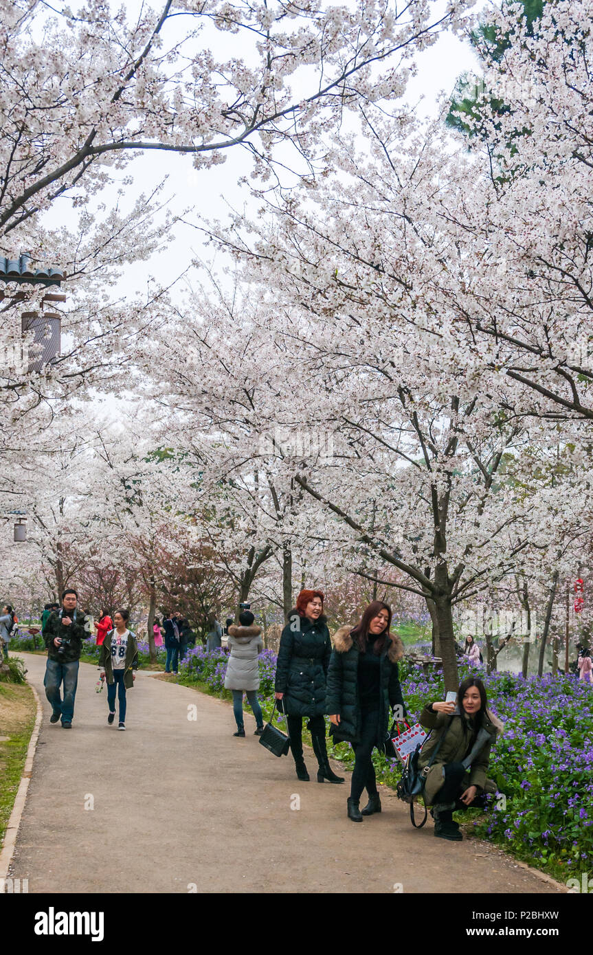 Les personnes qui prennent des photos avec le cherry blossom à Moshan dans l'East Lake Scenic Area, Wuhan, Hubei Province, China Banque D'Images