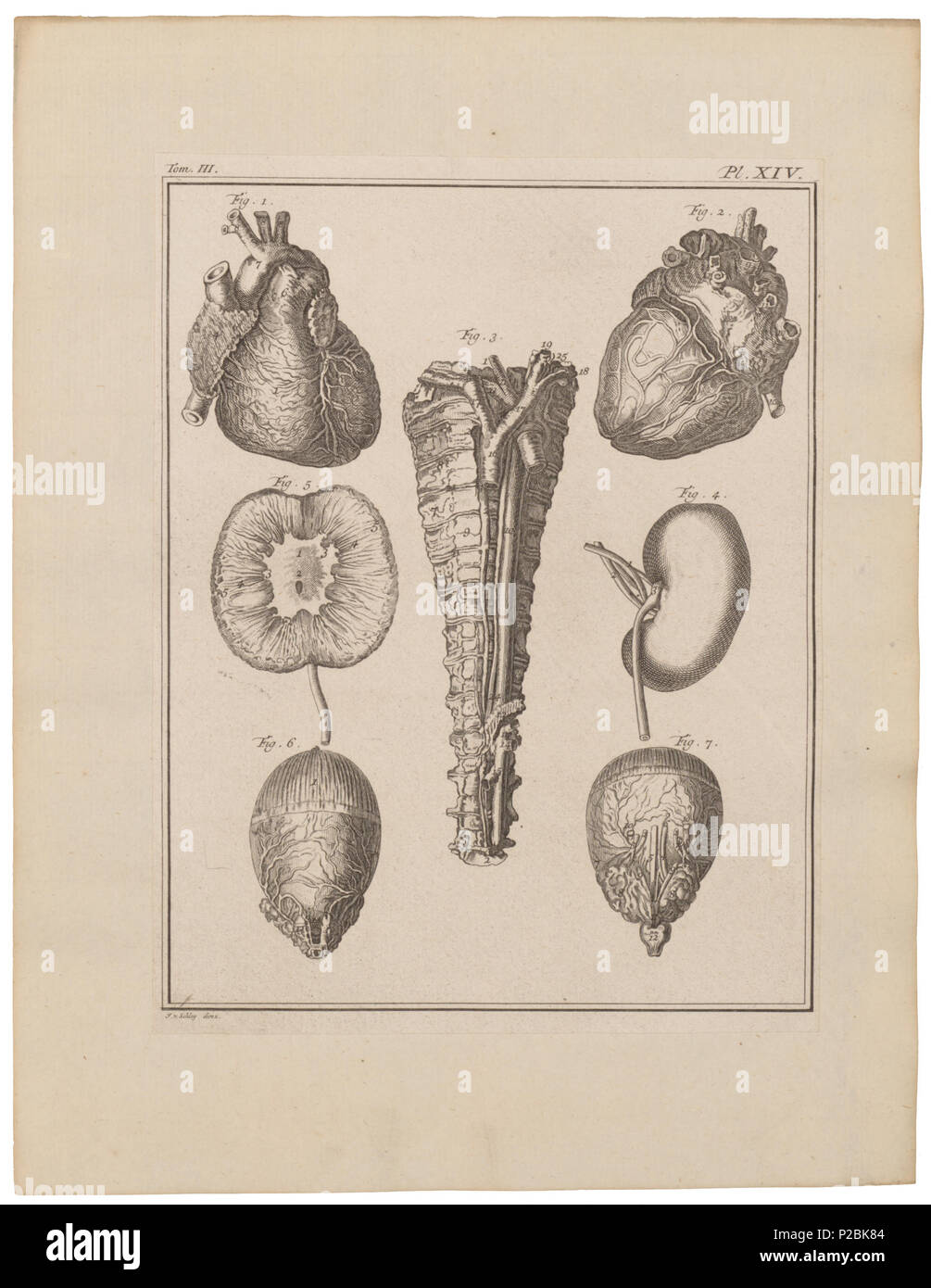. L'Homo sapiens - ingewanden . Entre 1700 et 1880 UBA01 IZ19600110-y, 23-09-09, 12:51, 8C, 7020x7889 (624 +384), 100  % % % % BasisCurve, Art, 1/50 s, r49.6, G19.4, B12.4 151 Homo sapiens - ingewanden - 1700-1880 - Imprimer - Zoologica 2e moitié - Collections spéciales de l'Université d'Amsterdam - UBA01 IZ19600109 Banque D'Images