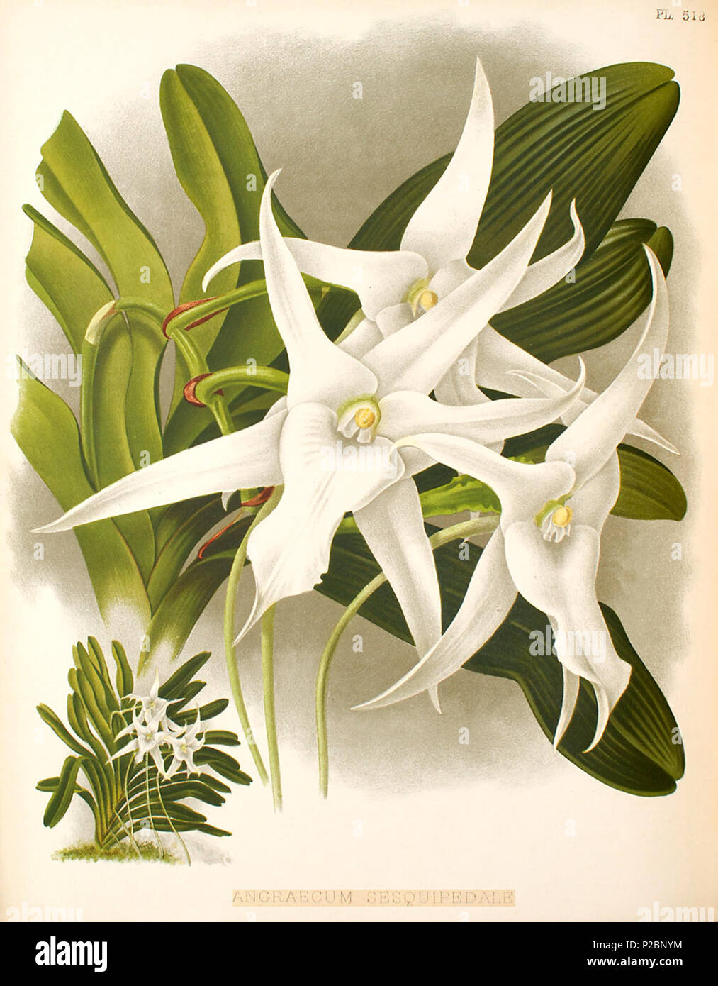 . Angraecum sesquipedale anglais : . 1897. John Nugent Fitch (1840-1927) 288 Sesquipedale Banque D'Images