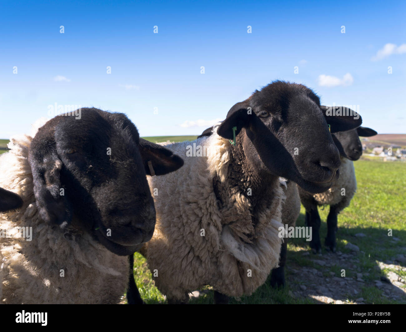 Moutons béliers Suffolk dh UK Close up chefs du RAMS Banque D'Images