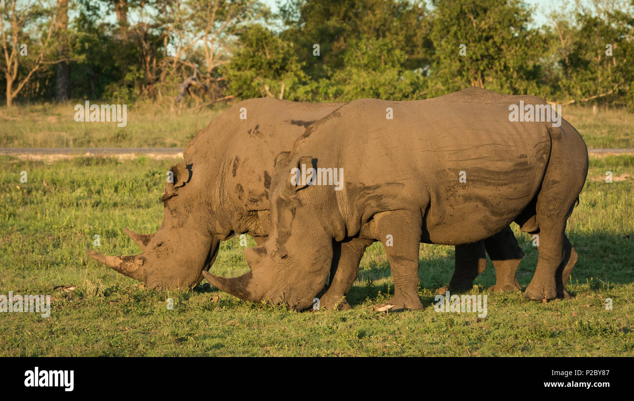 Deux rhinocéros blancs matures en pâturage savanah ouvert. Banque D'Images