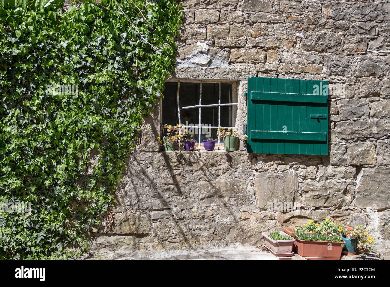 Le centre de l'Istrie, Croatie - grille de fenêtre sur un mur de pierre couvert de lierre vert dans la ville médiévale de Grisignana également connu sous le nom de Groznjan Banque D'Images