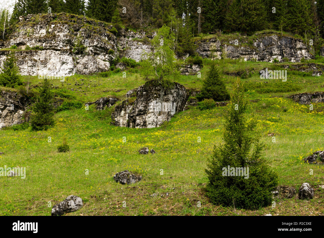 Glade floraison sur une pente de montagne, avec des barres rocheuses calcaires et forêt en arrière-plan Banque D'Images
