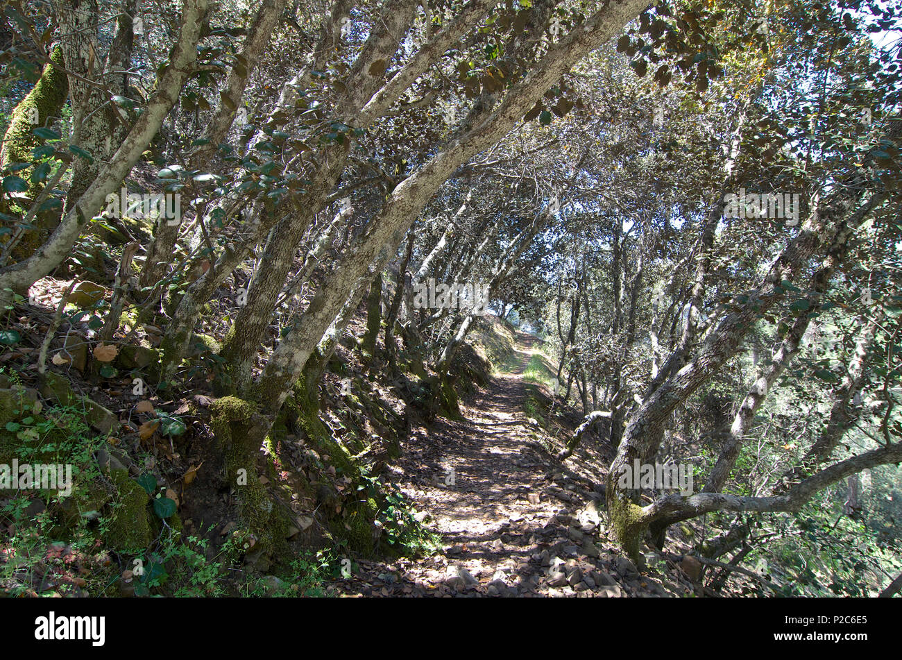 Sentier forestier E4 de Stavros tis Psokas à Kykko, Troodos, Chypre Banque D'Images