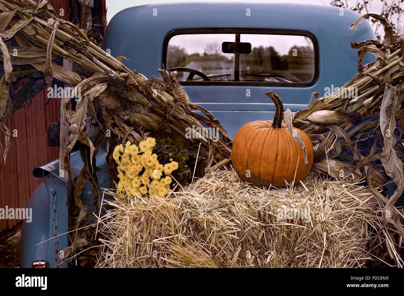 Un vieux chariot télescopique bleu à l'automne la récolte sur la scène agricole Banque D'Images