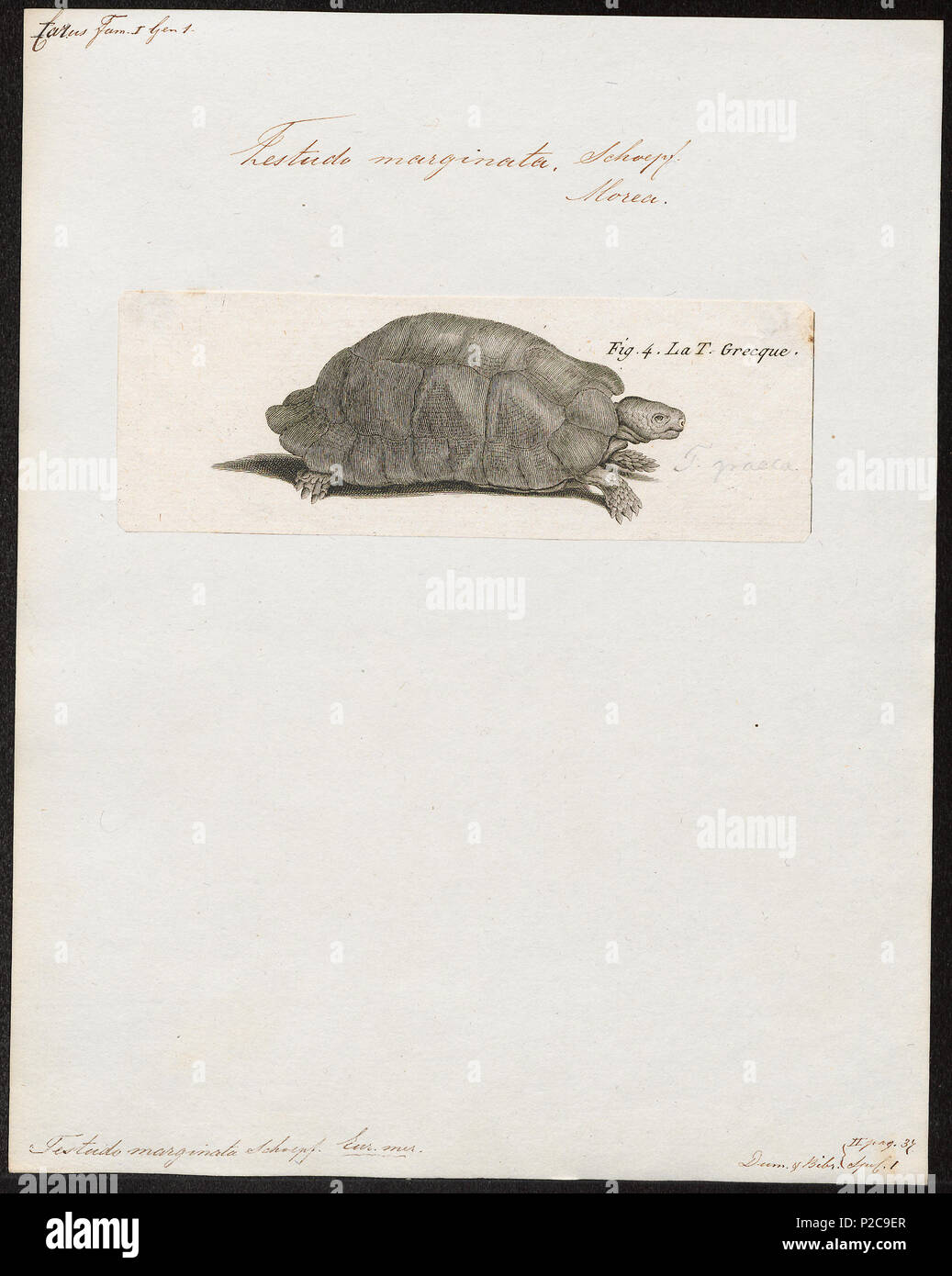 . Testudo marginata . Entre 1700 et 1880 303 Testudo marginata - 1700-1880 - Imprimer - Zoologica 2e moitié - Collections spéciales de l'Université d'Amsterdam - UBA01 IZ11600029 Banque D'Images . Testudo marginata . Entre 1700 et 1880 303 Testudo marginata - 1700-1880 - Imprimer - Zoologica 2e moitié - Collections spéciales de l'Université d'Amsterdam - UBA01 IZ11600029 Banque D'Images