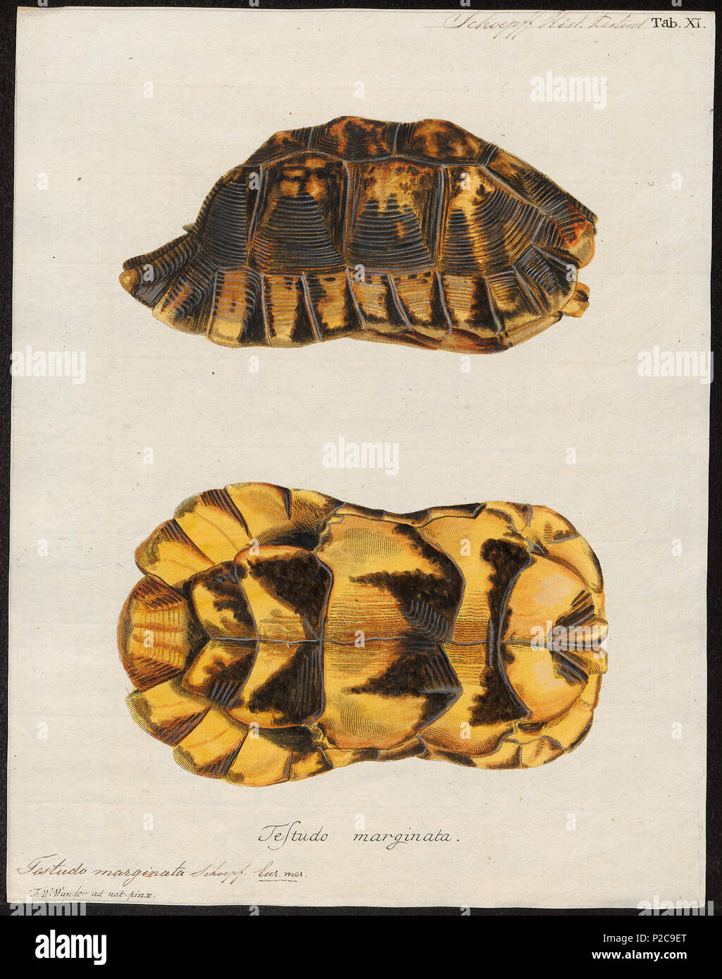. Testudo marginata - schild . Entre 1700 et 1880 303 Testudo marginata - schild - 1700-1880 - Imprimer - Zoologica 2e moitié - Collections spéciales de l'Université d'Amsterdam - UBA01 IZ11600031 Banque D'Images . Testudo marginata - schild . Entre 1700 et 1880 303 Testudo marginata - schild - 1700-1880 - Imprimer - Zoologica 2e moitié - Collections spéciales de l'Université d'Amsterdam - UBA01 IZ11600031 Banque D'Images