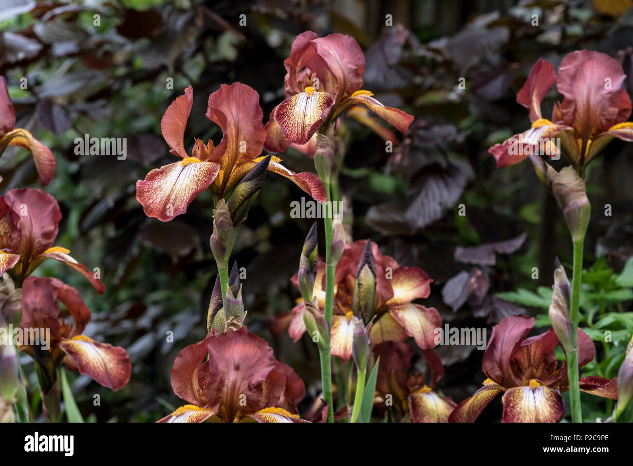 Iris, Kent Pride sur fond de pourpre, Hazel Corylus maxima purpurea. Banque D'Images