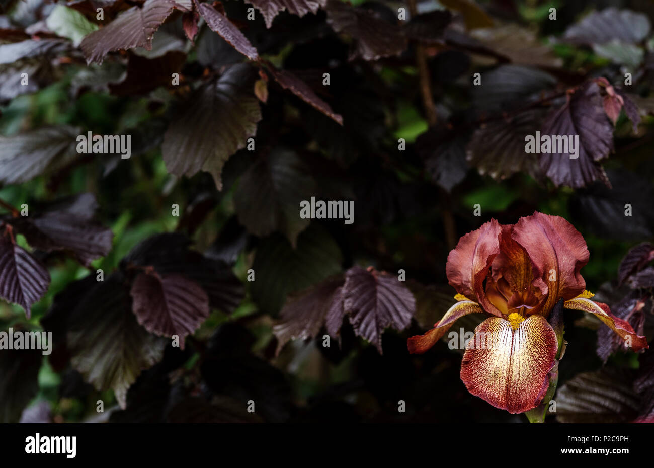 Iris, Kent Pride sur fond de pourpre, Hazel Corylus maxima purpurea. Banque D'Images