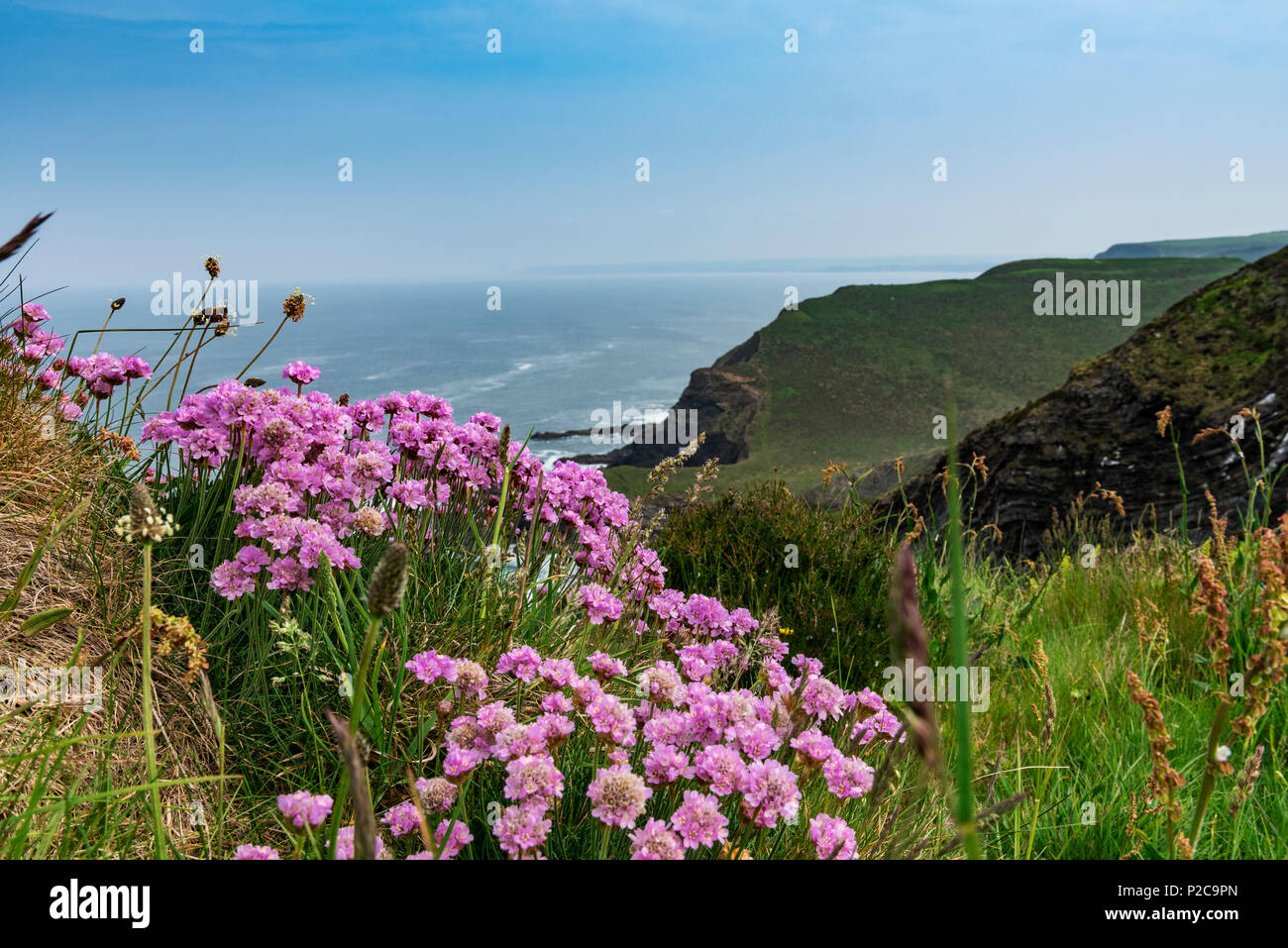 Armeria maritima, l'épargne le long d'un littoral rocheux Cornish. Banque D'Images Armeria maritima, l'épargne le long d'un littoral rocheux Cornish. Banque D'Images
