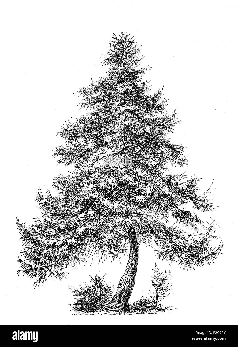 Le mélèze, Larix europaea Larchtree, limes, numérique, amélioration de la reproduction à partir d'un tirage original du 19ème siècle, 1881 Banque D'Images