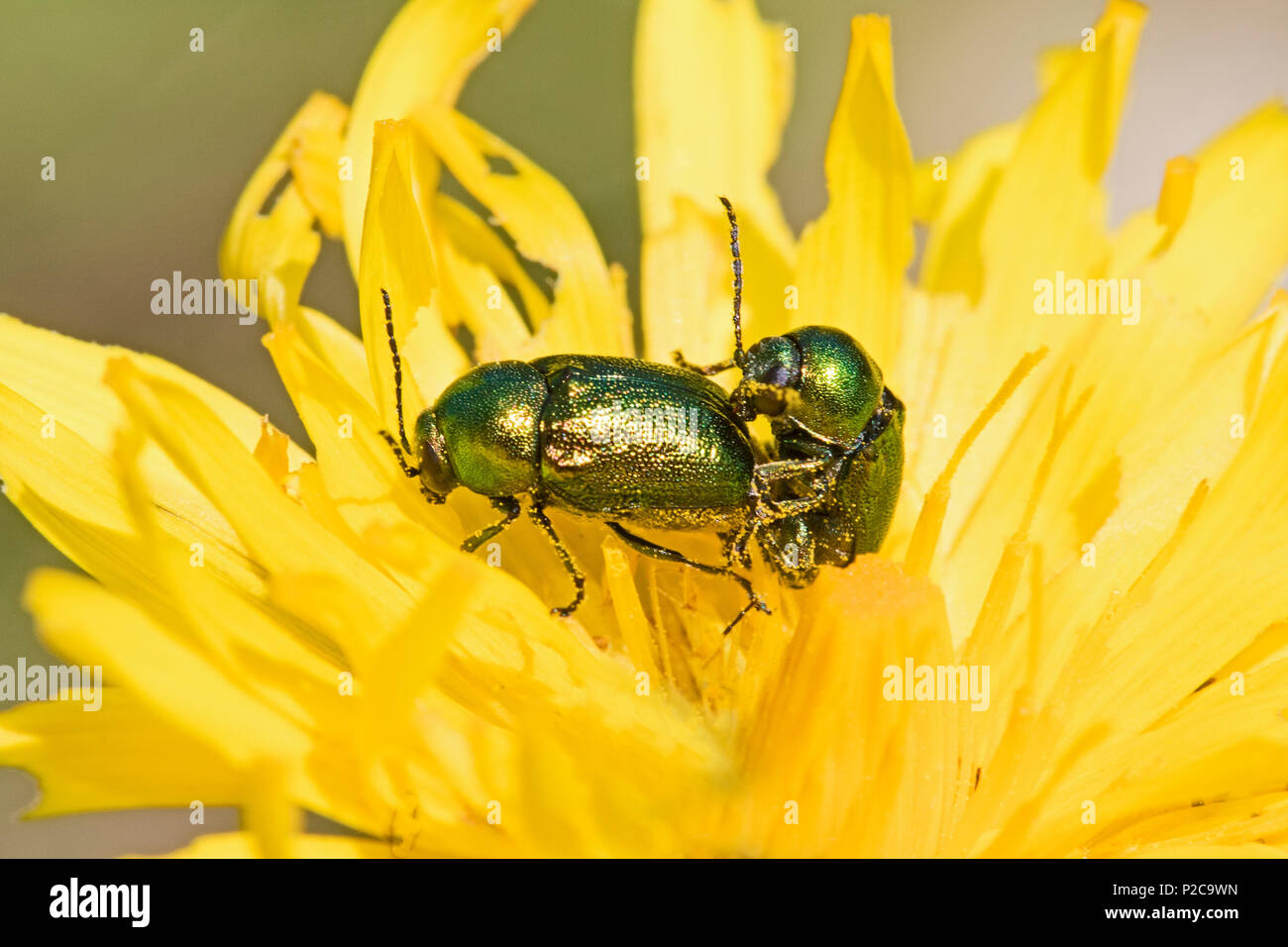 Une paire d'accouplement de chrysomèles (Cyptocephalus aureolus) Banque D'Images