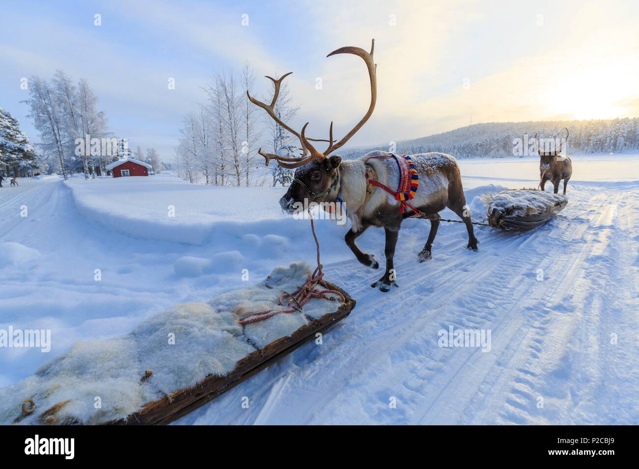 La Suède, la Laponie, région classée au Patrimoine Mondial de l'UNESCO, comté de Norrbotten, renne procession avec Sami traditionnels faisceau au niveau du marché Sami depuis le 17ème siècle à Jokkmokk Banque D'Images