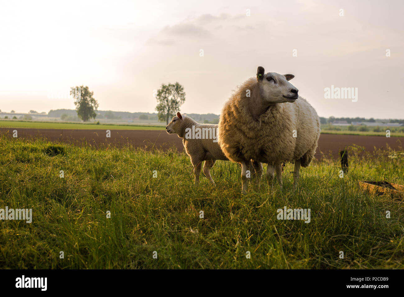 Mouton et agneau sa mère au printemps, Frise aux Pays-Bas Banque D'Images