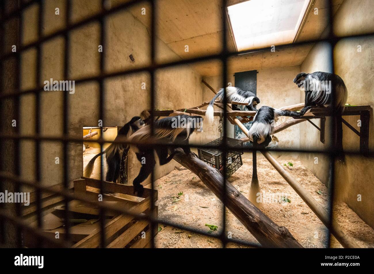 France, Sarthe, La Fleche, Zoo de La Fleche, l'alimentation Colobes guéréza ou guéréza Colobus guereza (du Kilimandjaro) dans leur logement, au cours de l'activité Keeper pour une journée, ouvert à tous à partir de l'âge de 8 ans, qui vous permet de vous mettre dans la peau d'un gardien pour prendre soin des animaux en vertu de son statut d'supervisionotection, Convention de Washington, Annexe II B (CITES), l'UICN Statut, un minimum de risques, préoccupation mineure (LR-lc) Banque D'Images