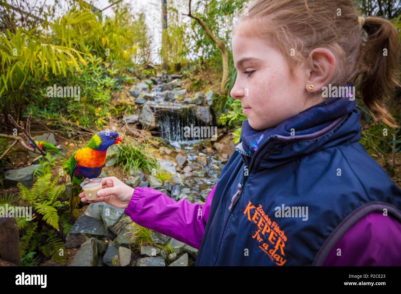 France, Sarthe, La Fleche, Zoo de La Fleche, l'alimentation (Trichoglossus moluccanus têtes pourpres Arc-en-ciel), au cours de l'activité Keeper pour une journée, ouvert à tous à partir de l'âge de 8 ans, qui vous permet de vous mettre dans la peau d'un gardien pour prendre soin des animaux en vertu de son statut d'supervisionotection, Convention de Washington, Annexe II (CITES), Statut UICN, Non menacé Préoccupation mineure (LC) Banque D'Images