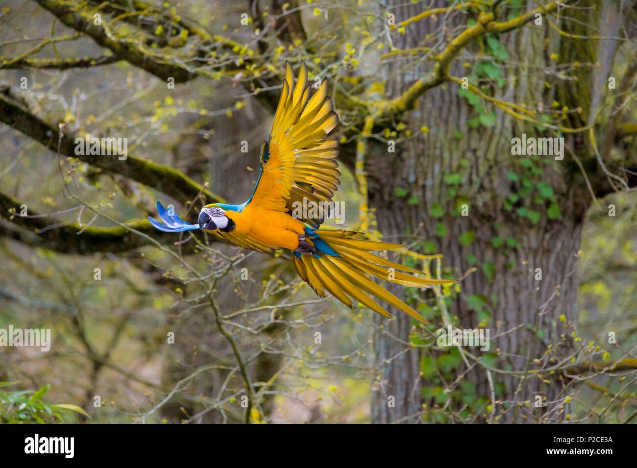 France, Sarthe, la flèche, la flèche Zoo, l'ara bleu (Ara ararauna) dans flightotection, statut protégé par la loi Guyane, Convention de Washington, Annexe II B (CITES), statut UICN, préoccupation mineure (LC) Banque D'Images