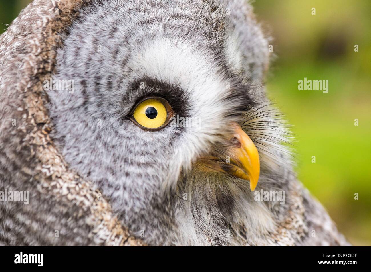 France, Sarthe, La Fleche, Zoo de La Fleche, portrait d'une Chouette lapone (Strix nebulosa) statut de protection, l'annexe II de la Convention de Washington (CITES), un statut UICN, préoccupation mineure (LC) Banque D'Images