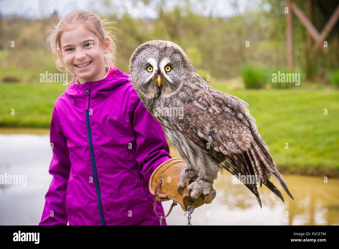 France, Sarthe, La Fleche, Zoo de La Fleche, Falconer apprenti avec une Chouette lapone (Strix nebulosa), au cours de l'activité Keeper pour une journée, ouvert à tous à partir de l'âge de 8 ans, qui vous permet de vous mettre dans la peau d'un gardien pour prendre soin des animaux en vertu de son statut d'supervisionotection, Convention de Washington, Annexe II A (CITES), Statut UICN, préoccupation mineure (LC) Banque D'Images