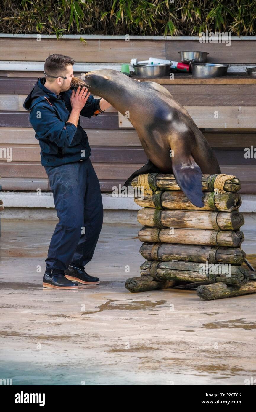 France, Sarthe, la flèche, la flèche Zoo, de Californie (Zalophus californianus) lors d'un show, avec son statut d'keeperotection localement, d'espèces protégées, l'état de l'UICN, préoccupation mineure (LR-lc) Banque D'Images