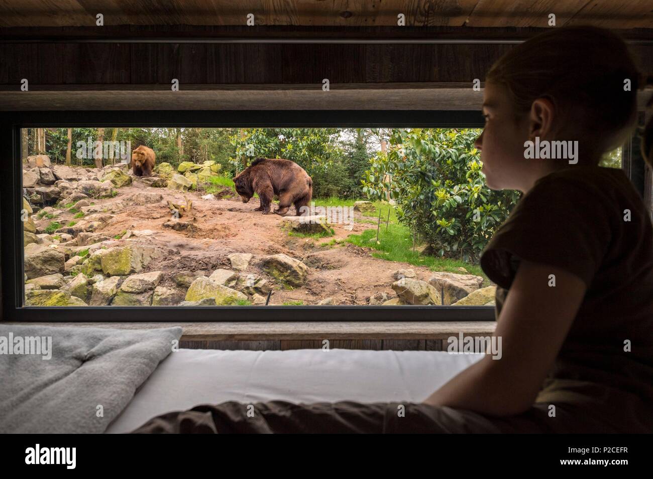 France, Sarthe, La Fleche, Zoo de La Fleche, hébergement en famille d'inhabituelles à Beaver Creek Lodge pour un face-à-face avec le Kamchatka (Ursus arctos beringianus) statut de protection, l'annexe II de la Convention de Washington (CITES), un statut de l'UICN, le minimum de risque, préoccupation mineure (LC), LR- ici à partir de la chambre des enfants Banque D'Images