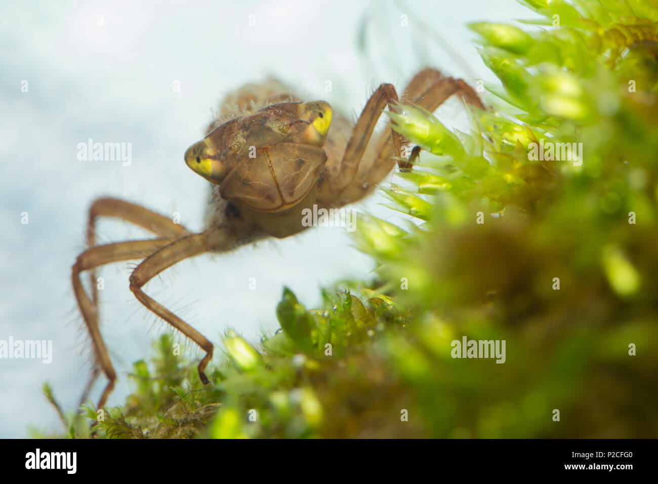 Larve de libellule Banque de photographies et d’images à haute résolution Alamy