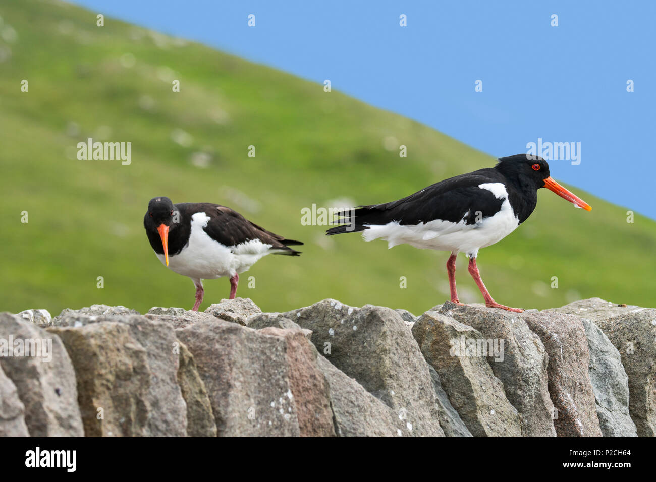 Les huîtriers pie commune / Eurasian oystercatcher (Haematopus ostralegus) paire sur mur en pierre sèche, Shetland, Scotland, UK Banque D'Images