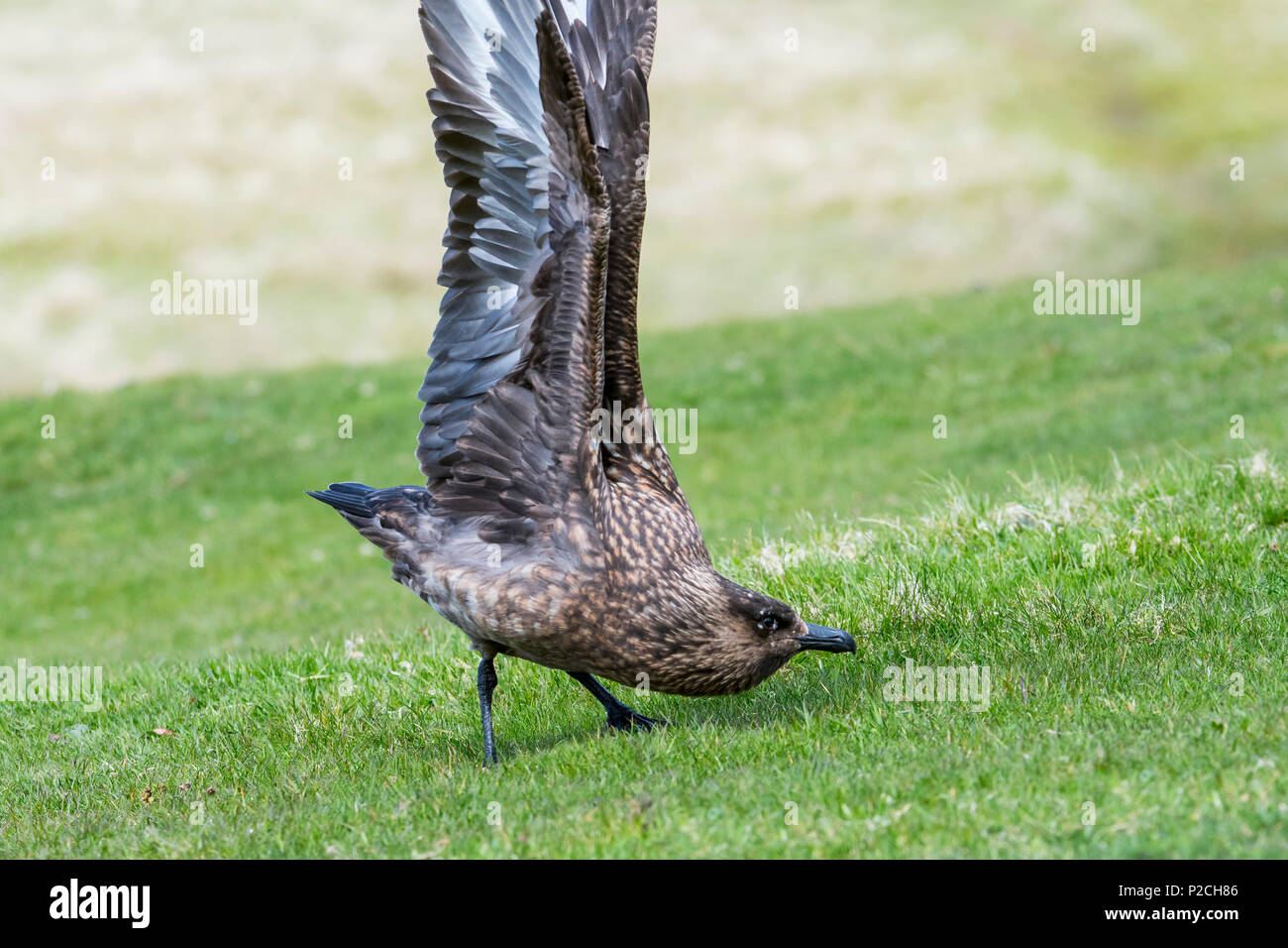Grand labbe (Stercorarius skua) montrant l'affichage territoriale en étirant ses ailes sur la lande, Shetland, Scotland, UK Banque D'Images