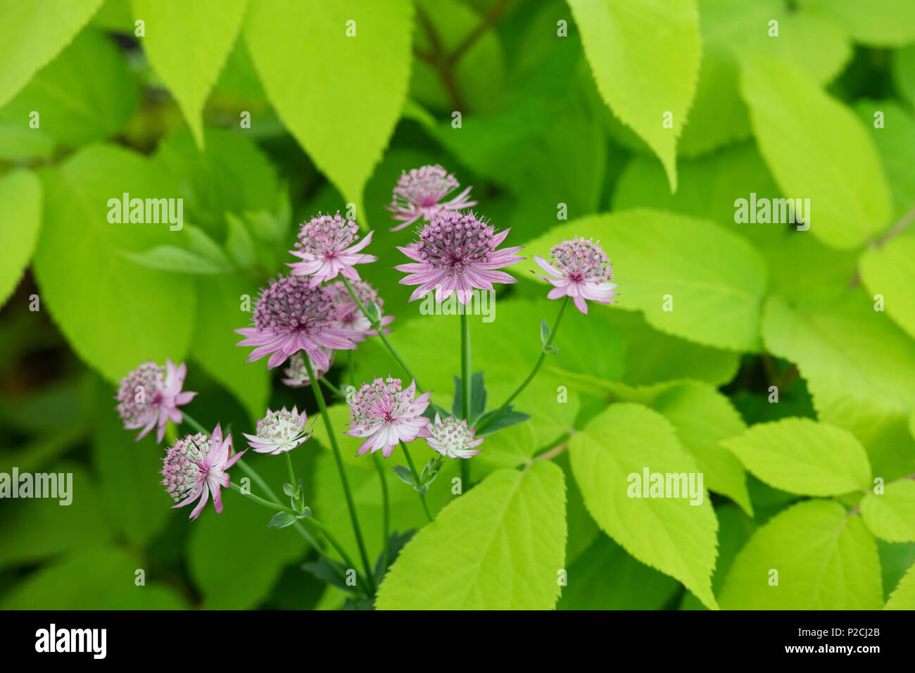 Astrantia 'ROMA' fleurit avec Aralia cordata sun king' feuillage en juin. UK. Masterwort fleurs Banque D'Images