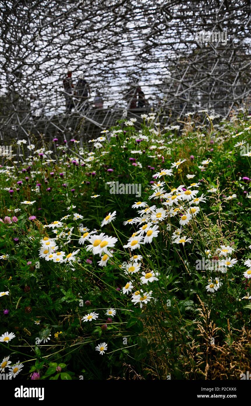 Pré de fleurs sauvages entourant 'La Ruche' à Kew Gardens, en Angleterre. Banque D'Images