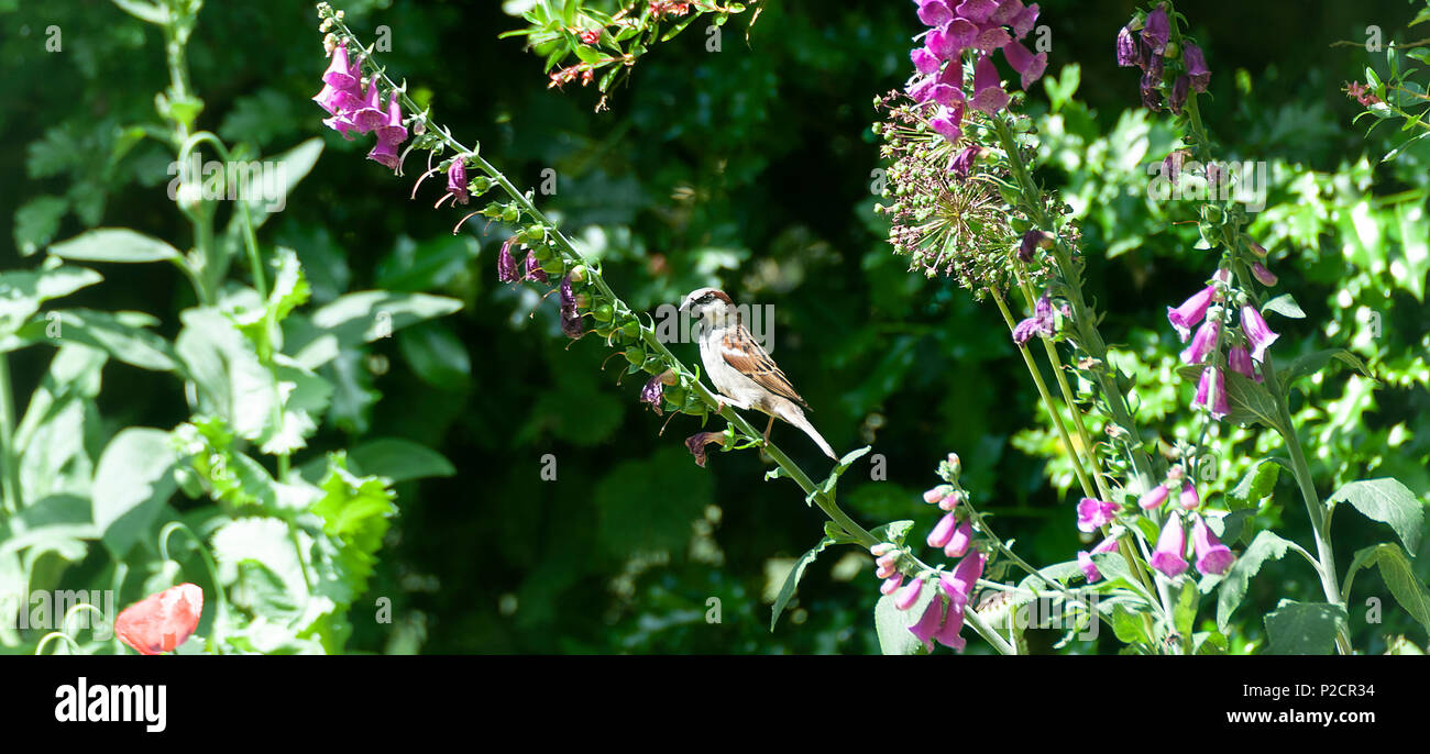 Un homme adulte House Sparrow s'accrochant à une usine de la digitale à la recherche de nourriture dans un jardin en Alsager Cheshire England Royaume-Uni UK Banque D'Images