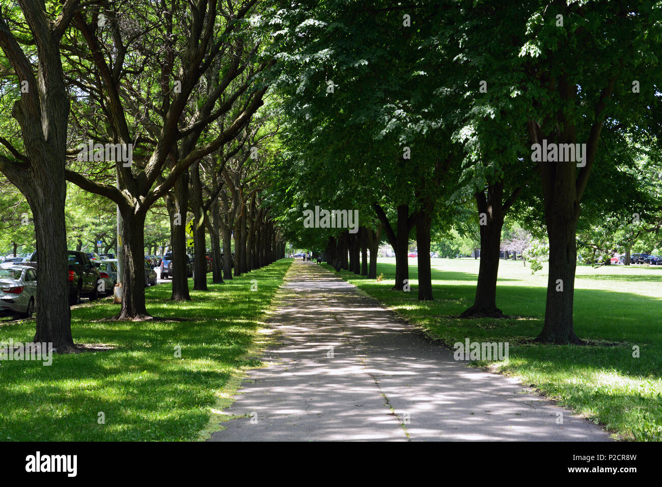 Une promenade bordée d'arbres sur Midway Plaisance à Chicago du côté sud du quartier de Hyde Park. Banque D'Images