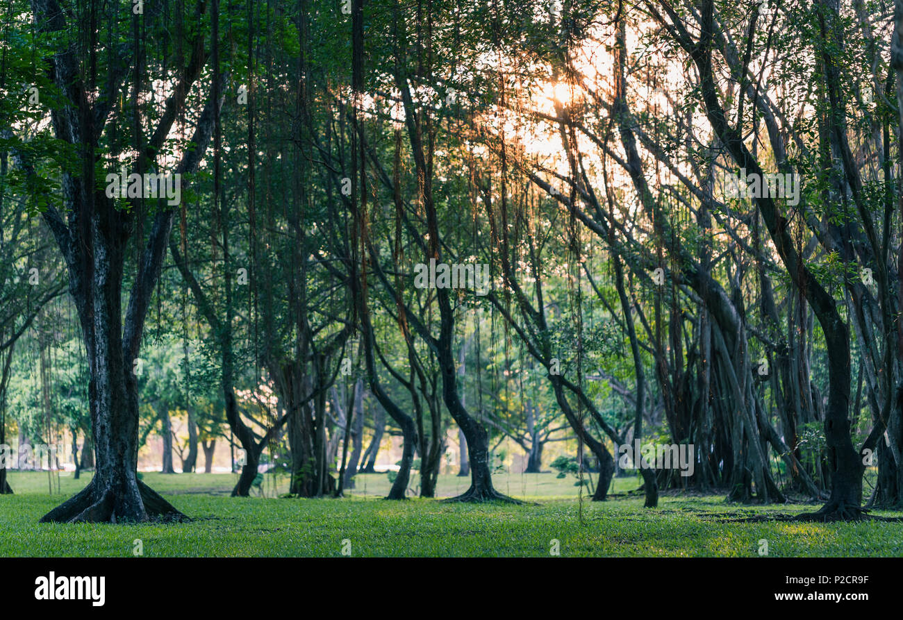 Scène sombre des forêts tropicales park couvert par de l'herbe bien verte, de petits arbres et liana. La lumière du soleil qui brillait à travers les feuilles et les branches. Banque D'Images