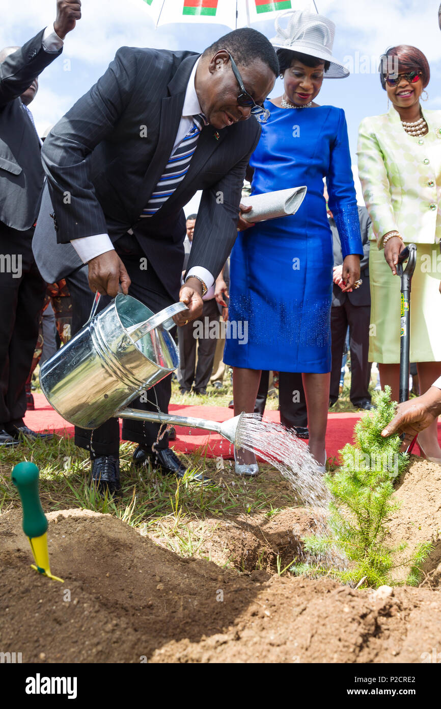 Le président Peter Mutharika cèdre mulanje plantes semis à l'ivoire cérémonie à Lilongwe au Malawi du terrain du Parlement ; pas de l'ivoire a été brûlé. Banque D'Images