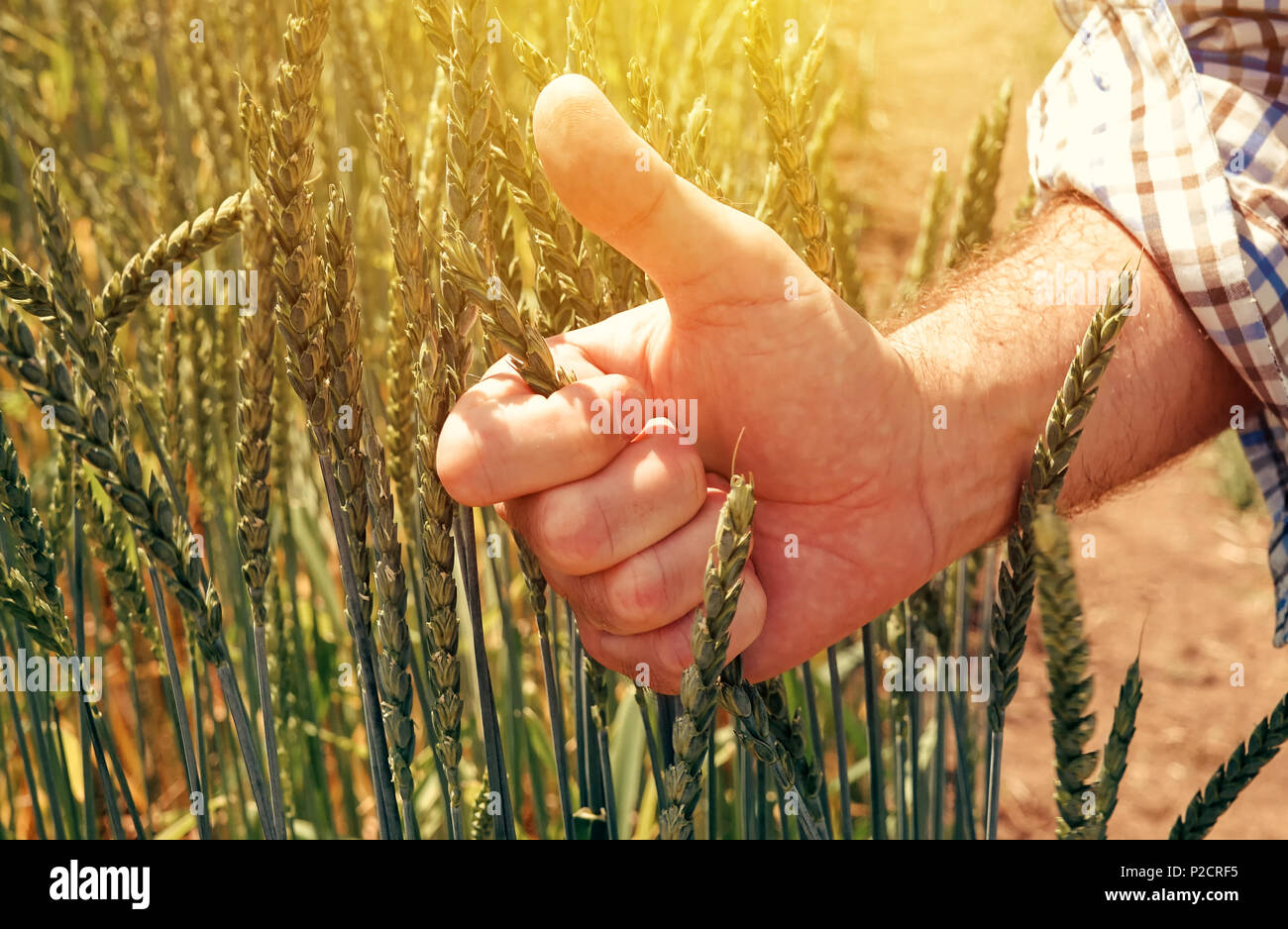 Agronome agriculteur satisfait gesturing Thumbs up après analyse d'épeautre dans le champ de la croissance au cours de l'examen de contrôle du développement des plantes céréalières Banque D'Images