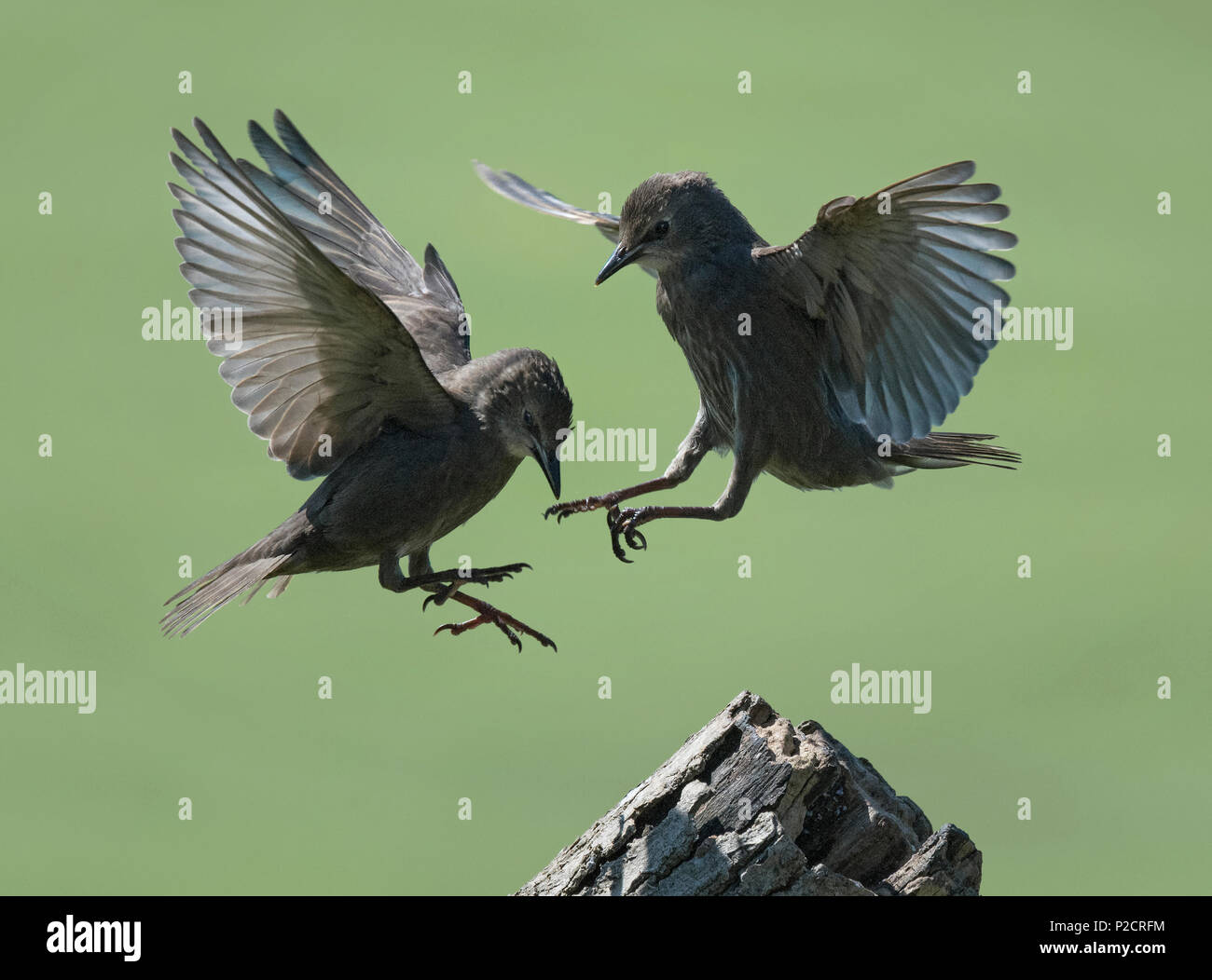 Deux jeunes, les Étourneaux Sturnus vulgaris, de se quereller, Lancashire, UK Banque D'Images