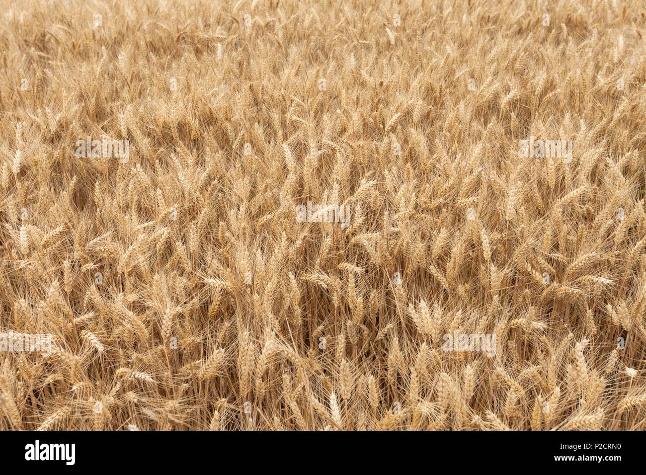 Close up sur les épis de blé mûrs sur le temps Banque D'Images