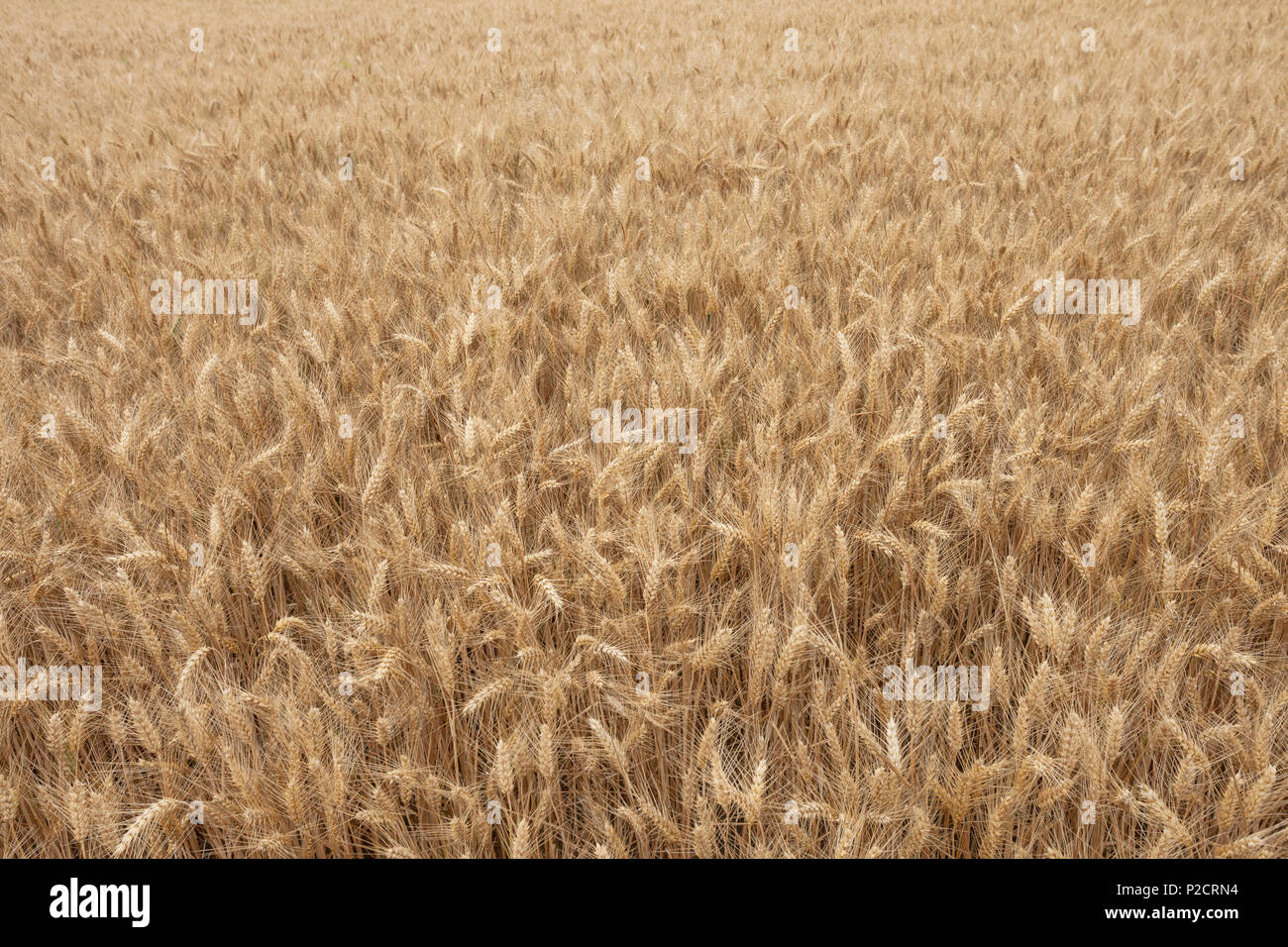 Close up sur les épis de blé mûrs sur le temps Banque D'Images