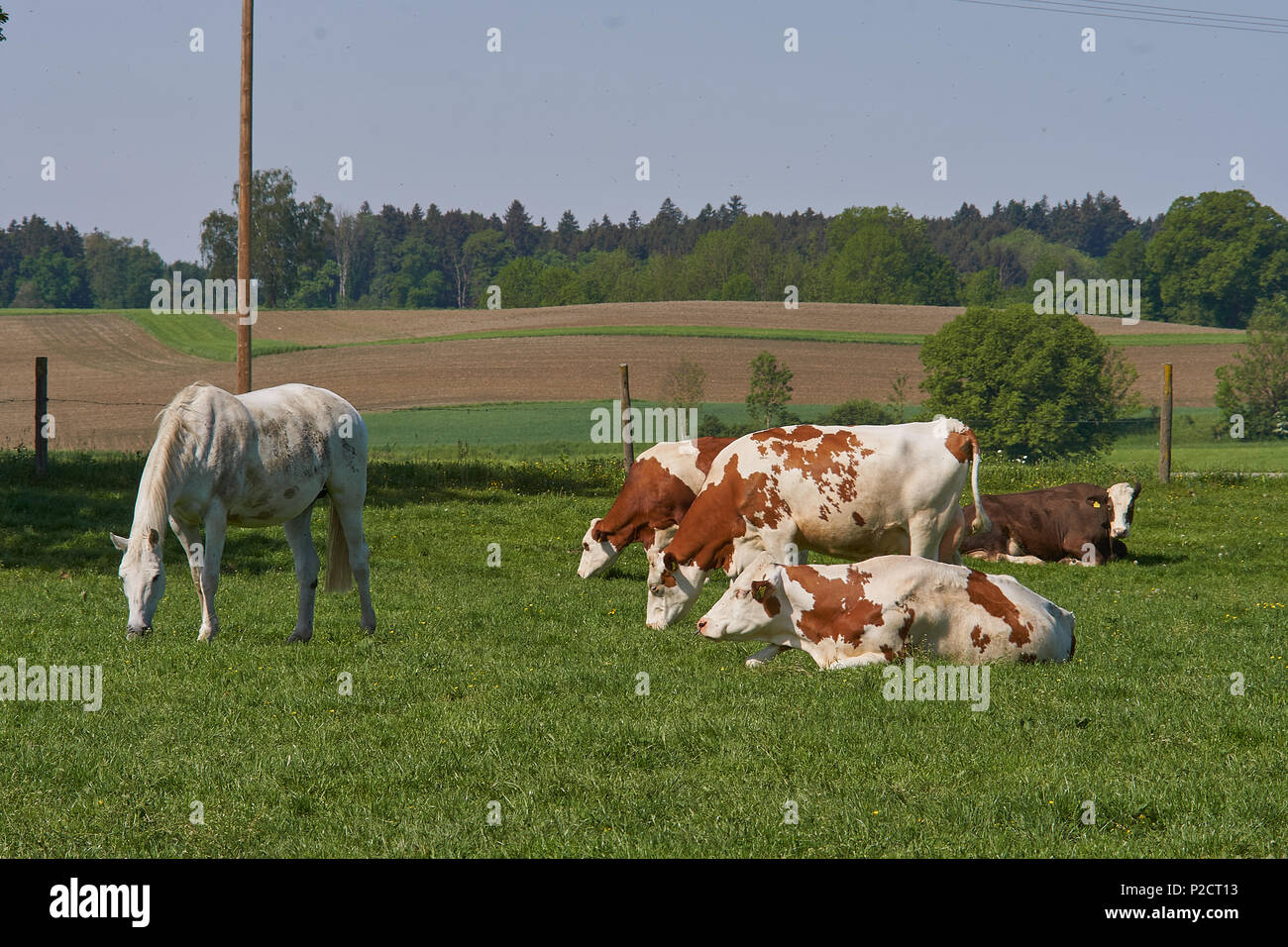 Les animaux de ferme, vaches et chevaux au milieu de la Bavière, Allemagne Banque D'Images