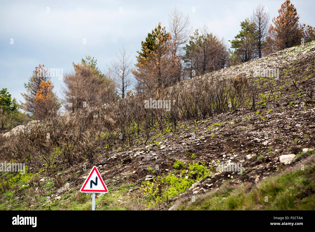 Forêt brûlée dans un feu sauvage dans les montagnes Noires, Parc Naturel de Haute Languedoc, France. Banque D'Images