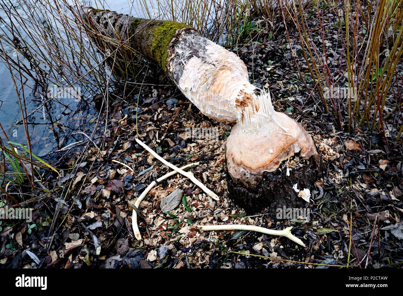 France, Doubs, Belfort, l'espace naturel, le saule, le castor, l'arbre rongé, tombé au sol Banque D'Images