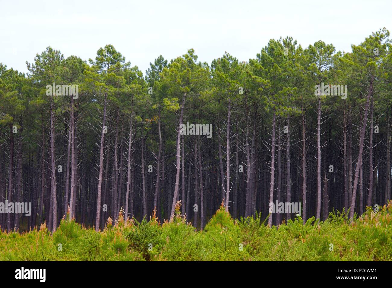 France, Landes, forêt de pins Banque D'Images