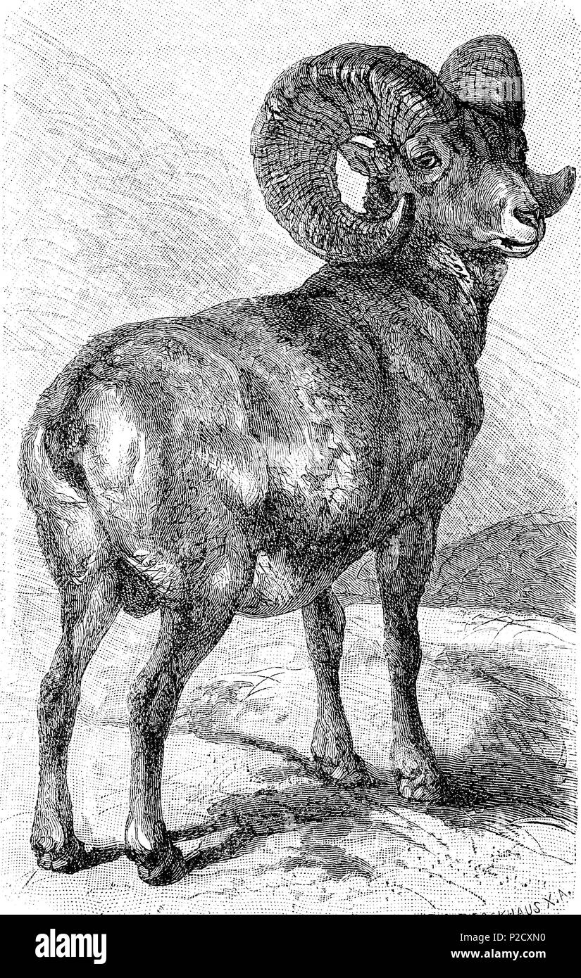 American mountain sheep Ovis, Montana, Amerikanisches Bergschaf numérique, amélioration de la reproduction à partir d'un tirage original du 19ème siècle, 1881 Banque D'Images