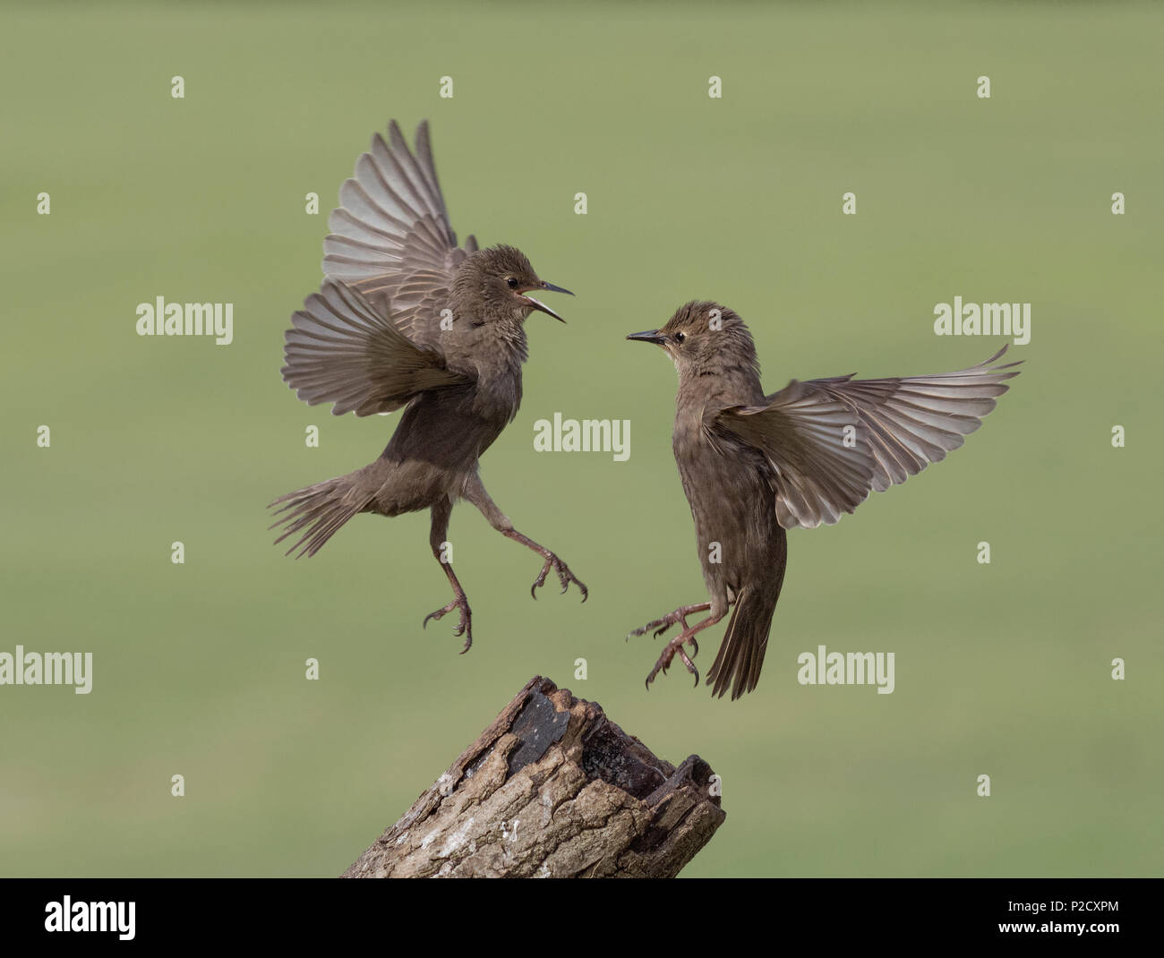 Deux jeunes, les Étourneaux Sturnus vulgaris, de se quereller, Lancashire, UK Banque D'Images