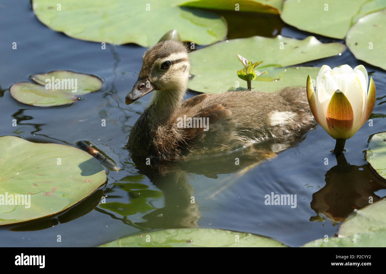 Bebe Canard Mandarin Banque D Image Et Photos Alamy